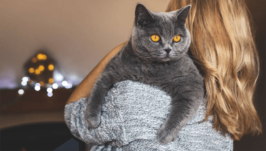 British Shorthair Neden Kucak Sevmez?