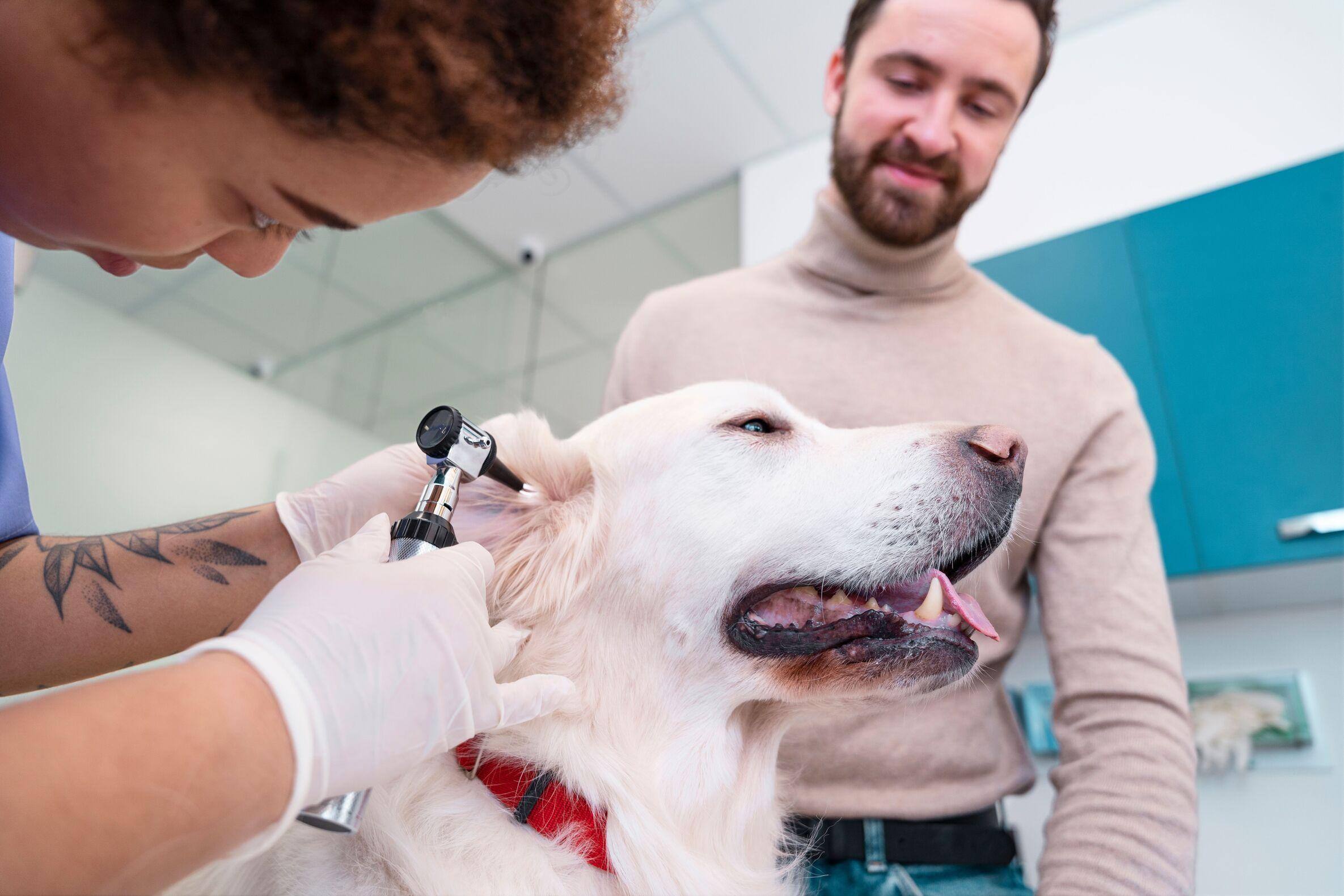 Köpeklerin Kulakları Nasıl Temizlenir?