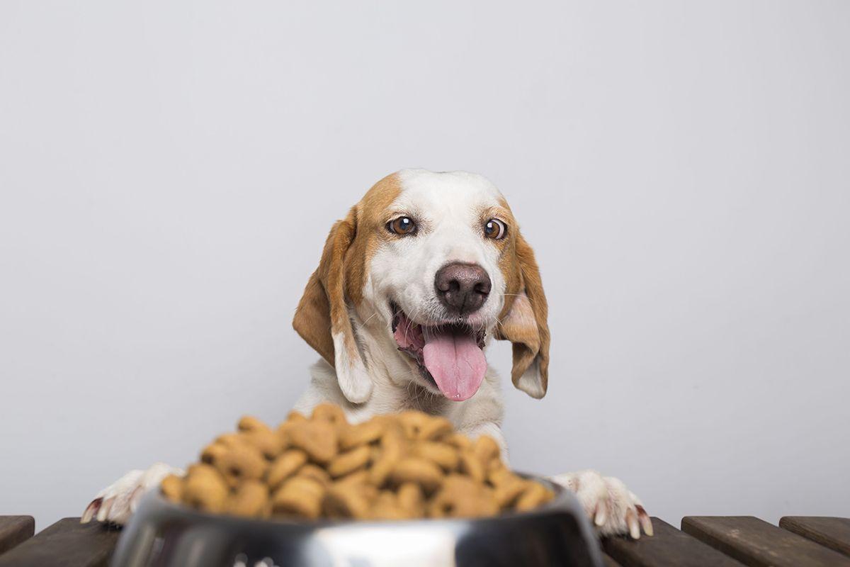 Köpek Maması Tadı ve Türleri: Köpeğim Mamasını Seviyor mu?