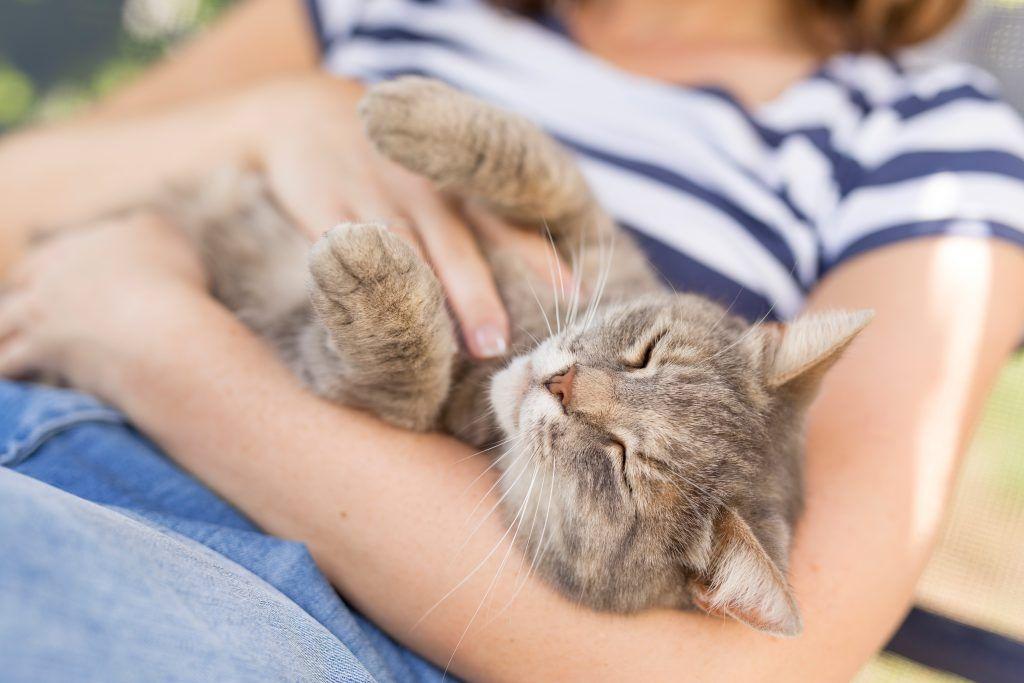 Kedi Sahiplenmeden Önce Dikkat Edilmesi Gerekenler