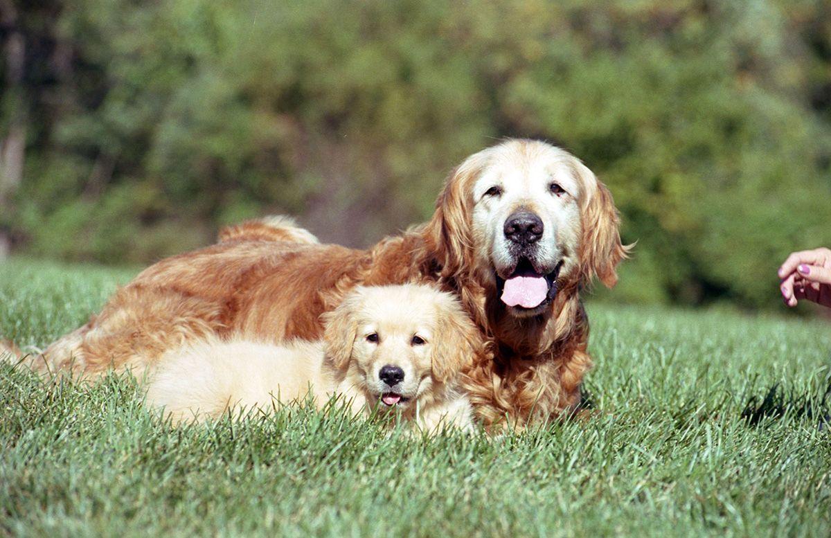 Yetişkin bir köpek mi yoksa yavru bir köpek mi sahiplenmeliyim?