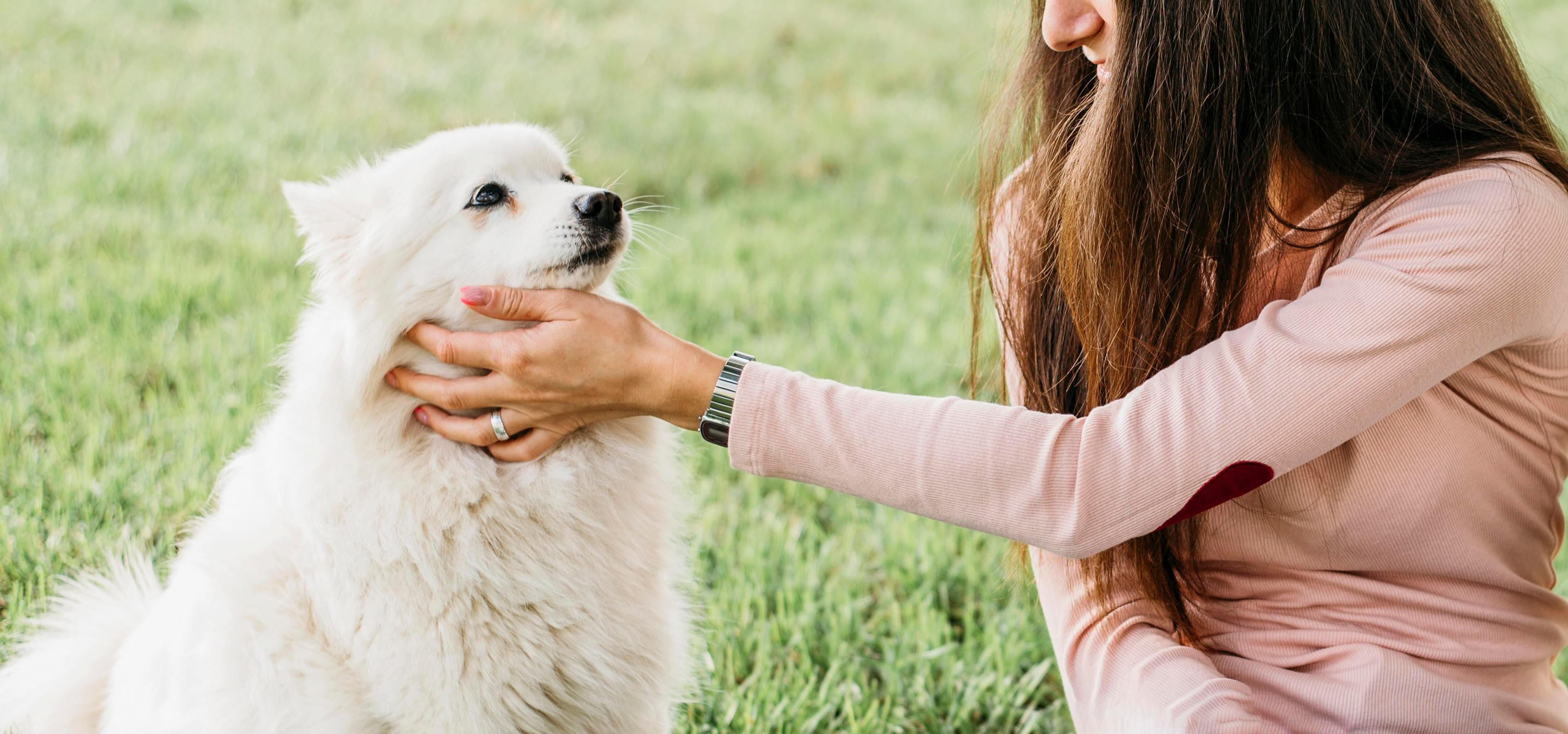 Köpeğim Okşanmaktan Hoşlanır mı?