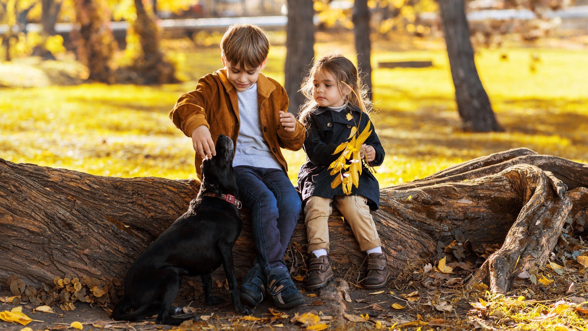 Çocuklarla İyi Anlaşan Köpek Irkları